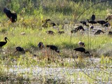 Plegadis-falcinellus_кормёжка_2